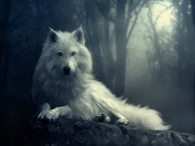 white wolf in the dark.jpg